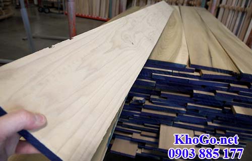 gỗ bạch dương - poplar lumber